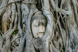 un' Budda testa è nascosto nel il radici di un' albero foto