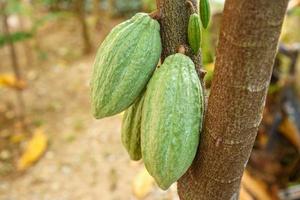 baccelli di cacao verde fresco non raccolto foto