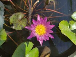 un' viola loto fioritura nel il loto bacino foto