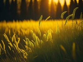 ai generato astratto morbido messa a fuoco tramonto campo paesaggio di giallo fiori e erba prato caldo d'oro ora tramonto Alba volta. tranquillo primavera estate natura avvicinamento e sfocato foresta sfondo. foto