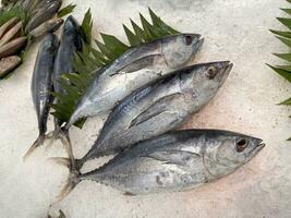 tonno sgombro pesce fresco nel il Ghiaccio, Locale produrre pesce, giapponese katsuo pesce, o bonito tonno o cakalang o tongkol foto