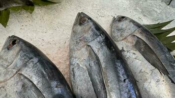 tonno sgombro pesce fresco nel il Ghiaccio, Locale produrre pesce, giapponese katsuo pesce, o bonito tonno o cakalang o tongkol foto