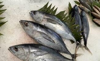 tonno sgombro pesce fresco nel il Ghiaccio, Locale produrre pesce, giapponese katsuo pesce, o bonito tonno o cakalang o tongkol foto