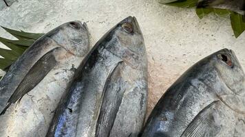 tonno sgombro pesce fresco nel il Ghiaccio, Locale produrre pesce, giapponese katsuo pesce, o bonito tonno o cakalang o tongkol foto