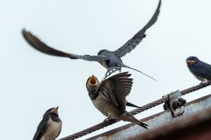 adulto ingoiare feed un' giovane uccellino ingoiare su tetto. foto