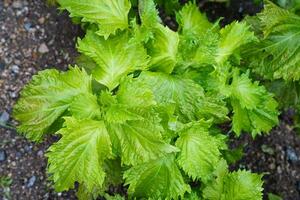 verde shiso pianta, perilla frutescens erbaceo medicinale. foto