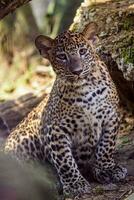 sri lanka leopardo cucciolo, panthera pardus kotiya foto