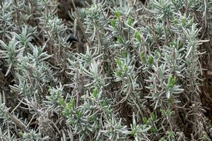 Lavandula angustifolia le foglie nel il giardino, anche comunemente conoscere come inglese lavanda foto