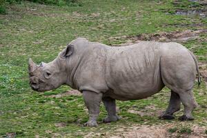 meridionale bianca rinoceronte, ceratotherium simum simum. foto