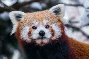 ritratto di un' rosso panda, ailurus fulgens foto