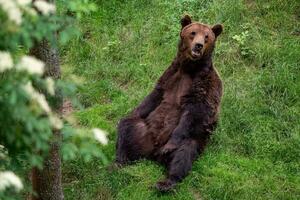 riposo Marrone orso, ursus arctos nel il foresta foto