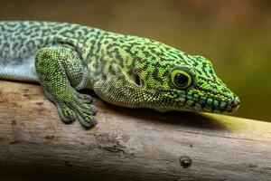 in piedi giorno geco, phelsuma in piedi foto