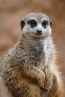 ritratto di un' meerkat Guardando il dintorni. foto
