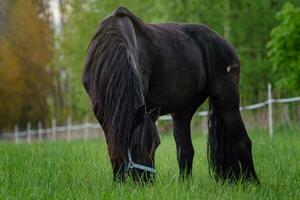 frisone cavallo pascolo nel il prato foto