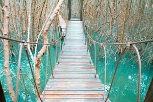 di legno ponte per passerella nel il mangrovia natura studia sentiero foresta foto