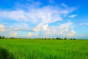 bellissimo primavera campo con un' verde erba blu cielo bianca nuvole foto