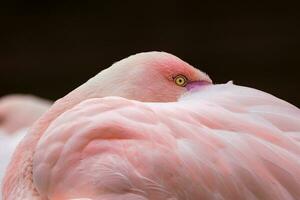 maggiore fenicottero, Phoenicopterus roseo. vicino su dettaglio di testa e occhio. foto