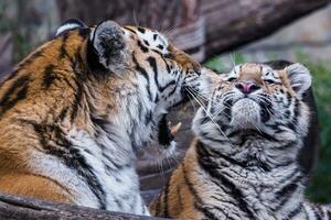 siberiano tigre con cucciolo, panthera tigris altaica foto