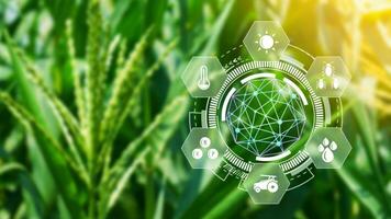 mais piantina nel coltivato agricolo campo con infografica, inteligente agricoltura e precisione agricoltura con visivo icona, digitale tecnologia agricoltura e inteligente agricoltura concetto. foto