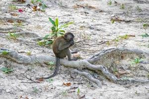 scimmia macaco nella foresta della giungla tropicale a koh phayam, thailandia