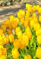 tulipani gialli colorati nel parco keukenhof, lisse, paesi bassi