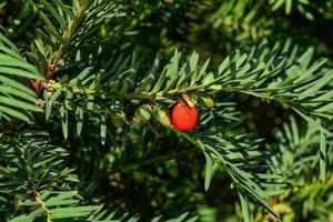 bacche rosse che crescono su un albero di tasso sempreverde alla luce del sole, albero di tasso europeo foto