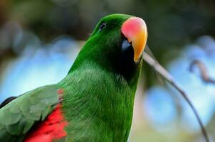 colorato pappagallo avvicinamento foto