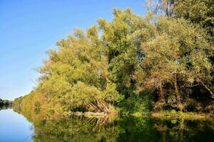 un' fiume con alberi foto