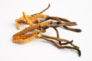 cordyceps o ofiocordyceps sinensis fungo erba è fungo per Usato come medicina su bianca sfondo. foto