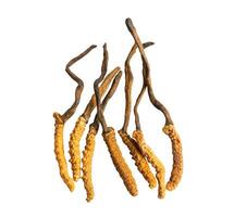 cordyceps o ofiocordyceps sinensis fungo erba è fungo per Usato come medicina su bianca sfondo con ritaglio sentiero. foto