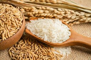 gelsomino bianca riso con oro grano a partire dal agricoltura azienda agricola. foto