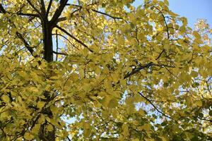 giallo e rosso autunno le foglie su alberi su un' soleggiato giorno. bellissimo le foglie su autunno alberi. foto