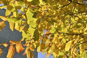 giallo e rosso autunno le foglie su alberi su un' soleggiato giorno. bellissimo le foglie su autunno alberi. foto