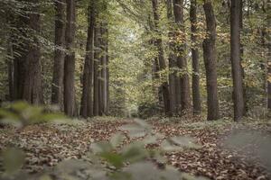 alberato e autunno colorato viale nel mastenbos foresta nel cappella, Belgio foto