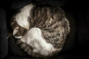 arricciato gatto domestico addormentato su un' coperta foto