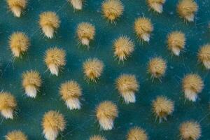 avvicinamento e macro tiro di aereole di il optunia cactus con aereole spine e glochidi la creazione di un' modello su verde sfondo foto