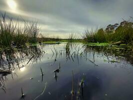 Visualizza su kogelvangersven nel campina natura Riserva vicino oisterwijk, Olanda foto