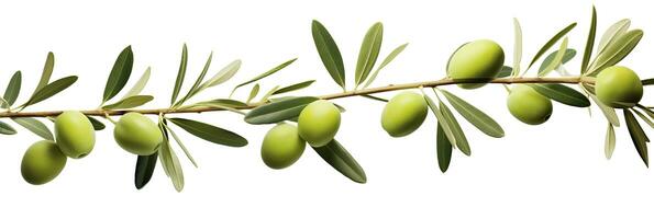 ai generato oliva albero ramo, verde olive e le foglie su bianca sfondo. ai generato. foto