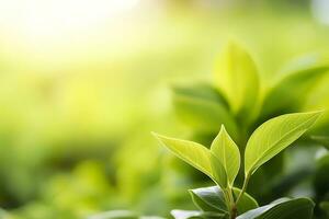 ai generato natura di verde foglia nel un' giardino nel estate sotto luce del sole. primavera sfondo. ai generato foto