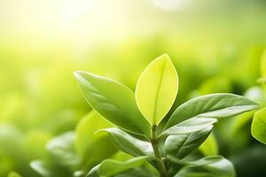 ai generato natura di verde foglia nel un' giardino nel estate sotto luce del sole. primavera sfondo. ai generato foto