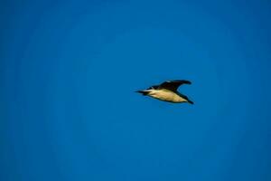 un' pinguino volante nel il blu cielo foto