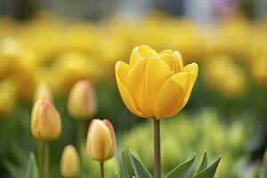 ai generato giallo tulipano nel il giardino. ai generato foto