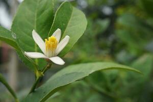 Limone ibrido fiore foto