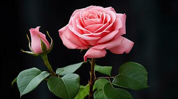 ai generato fioritura rosa rosa con dolcemente curvo, delicato petali. generativo ai foto