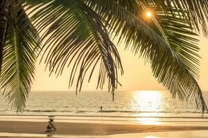 sagome di Noce di cocco alberi palme contro il blu cielo di India con tramonto foto