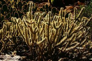 cholla cactus, retroilluminato coperto di spine aghi foto