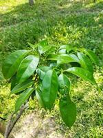 pianta alberi per Salva il ambiente, alberi contribuire un' lotto per il equilibrio di il ambiente, così pianta Di Più alberi, altrimenti il del mondo animali volontà scomparire. foto