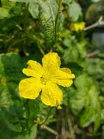 jinge fiore kazi nazrul Islam Se voi mai partire per rurale Bengala, voi volontà vedere come bellissimo giallo jinge fiori nel il cortile di molti agricoltori' case. esso sembra molto bellissimo e bello. nazionale poeta.. foto