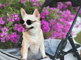 contento Marrone corto capelli chihuahua cane indossare occhiali da sole, in piedi nel animale domestico passeggino nel il parco con viola fiori sfondo. guardare lateralmente curiosamente. foto