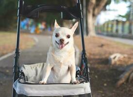 contento Marrone corto capelli chihuahua cane in piedi nel animale domestico passeggino nel il parco. sorridente felicemente e guardare a telecamera. foto